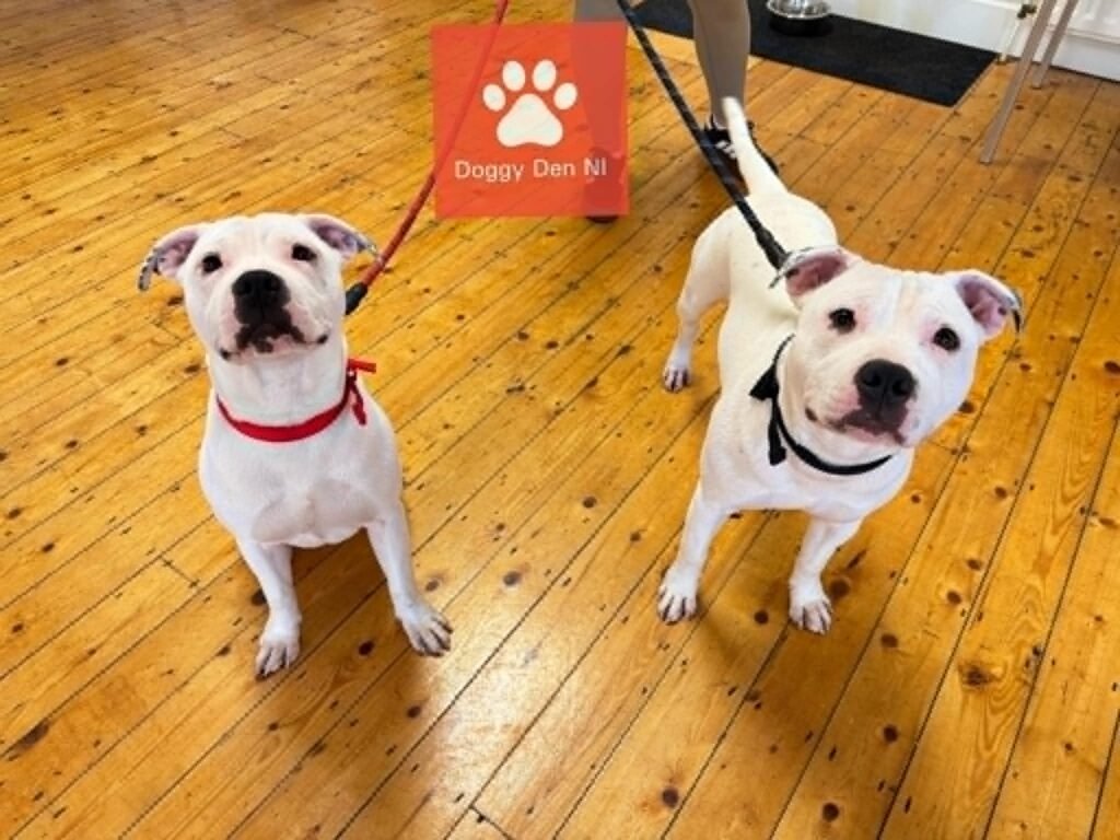 Adopted Twins E.g!
