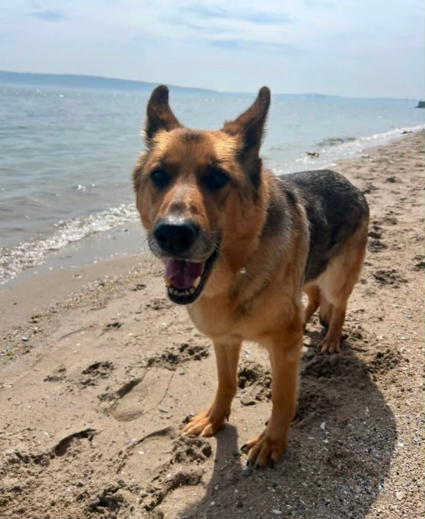 Remembering Willow: A Heartfelt Rescue Story