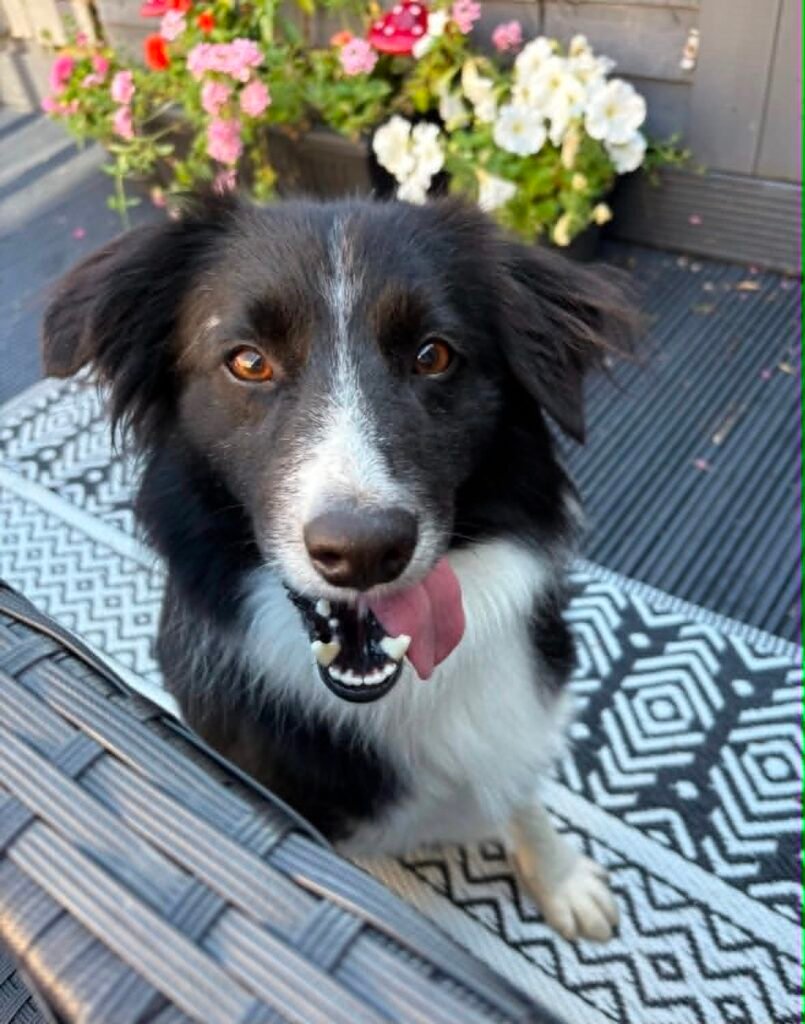 Ozzy: A Rescue Dog’s Journey to Love
